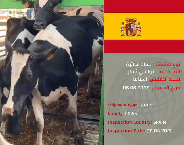 تفتيش شحنة ابقار (اسبانيا )